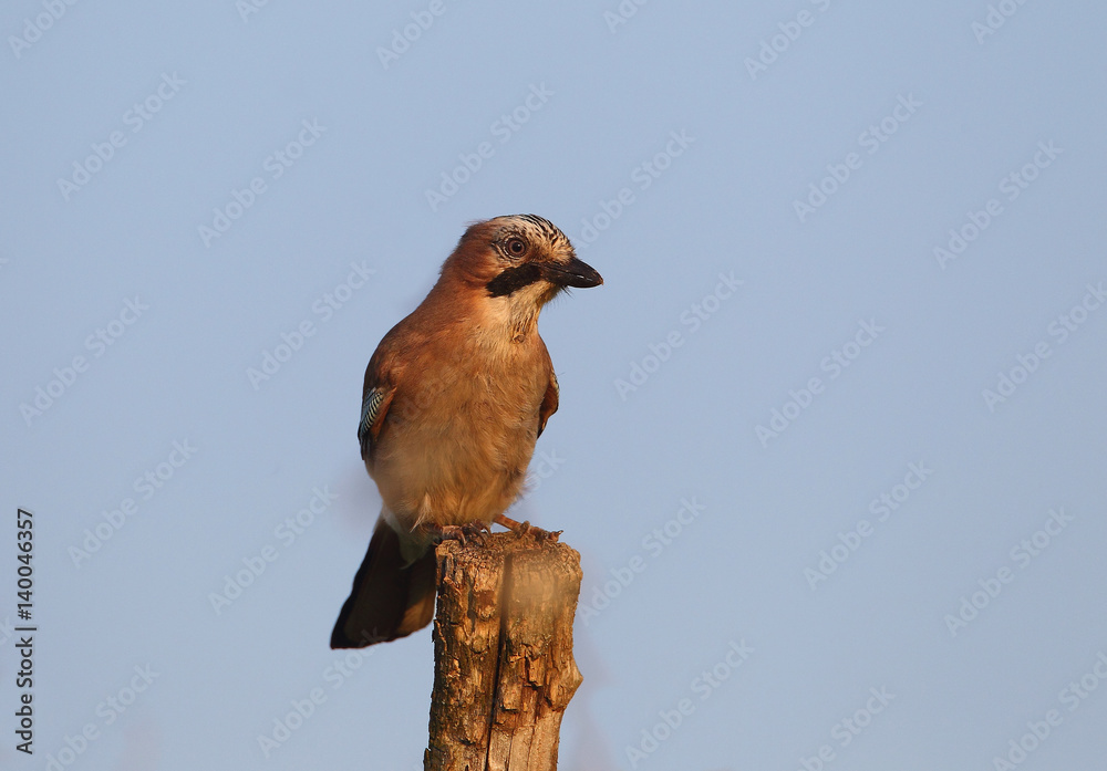 Fototapeta premium animal