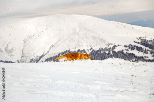 Beautiful weather and visibility in the Carpathian Mountains, Borzhavsky Range, Gimba Mountain