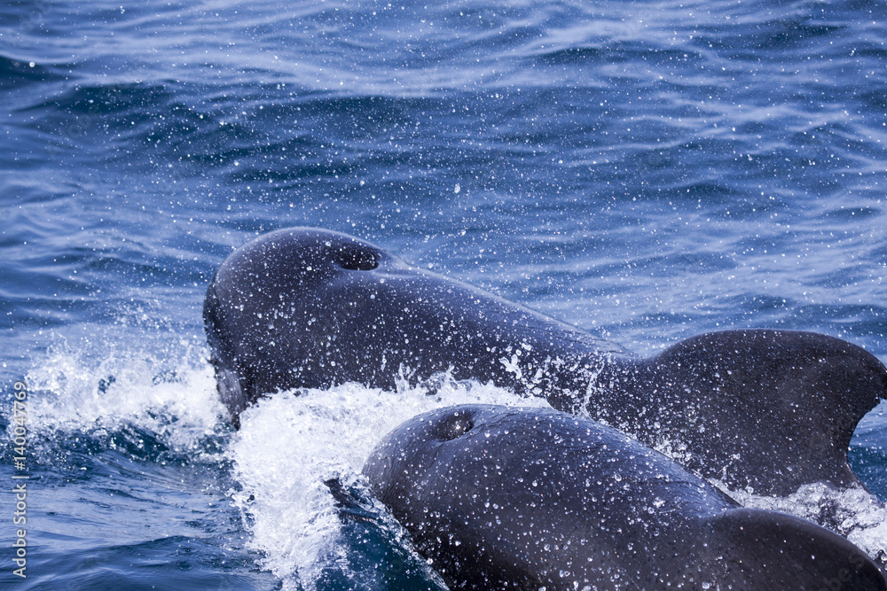 Fototapeta premium delfines