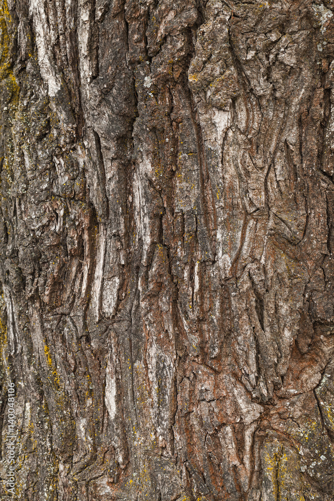 Old tree rough bark, natural texture Old tree rough bark, natural texture