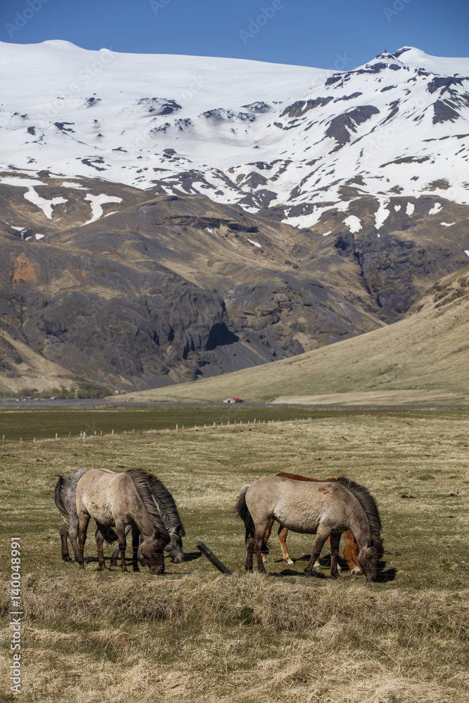 Fototapeta premium Icelandic Horses, iceland
