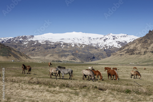 Icelandic Horses, iceland © Suzi