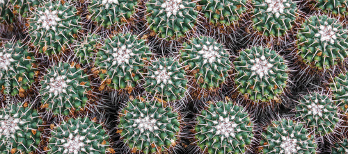 Mammillaria cerropietro