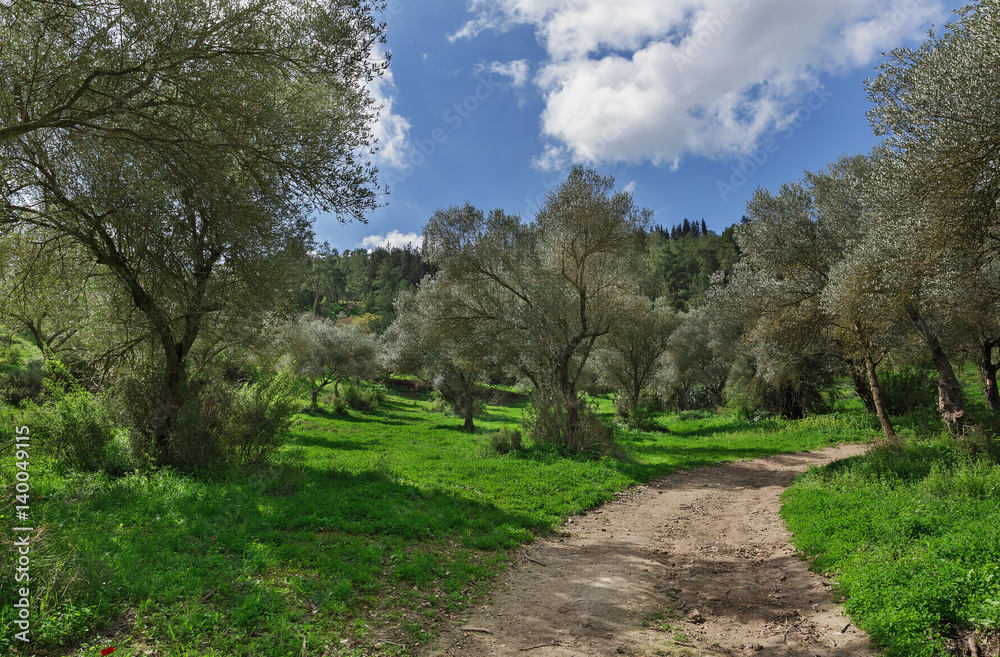 Dirt road among green grass and trees
