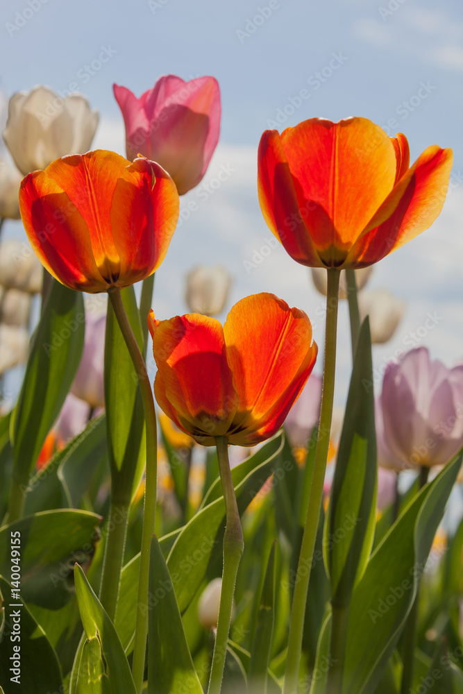 Field of bright colorful tulips against blue sky in the Moscow park in spring sunny day Field of bright colorful tulips against blue sky in the Moscow park in spring sunny day