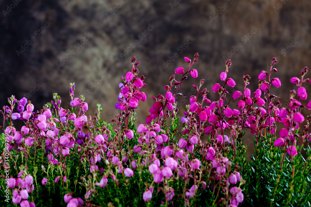 Naklejka premium Irish cross-leaved heath