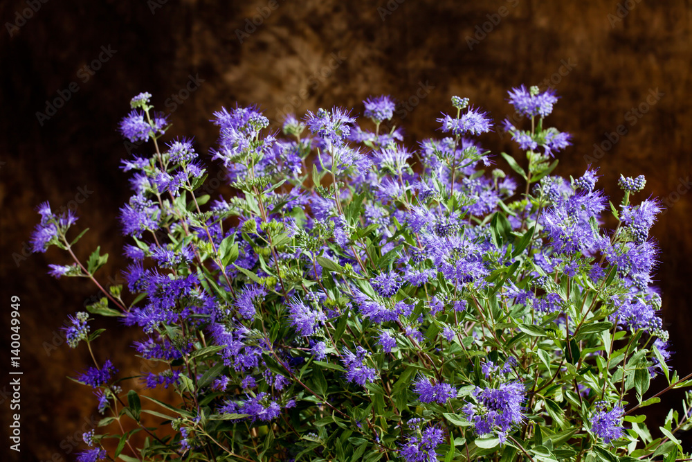 Obraz premium Blue Spiraea against dark background