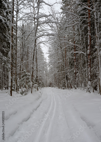 Ski track in the snow-covered forest © Opalev