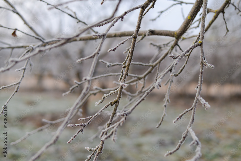 branches closeup covered with hoarfrost on a background of frozen ground without snow. Early frosts. Frost texture. Freezing cold. branches closeup covered with hoarfrost on a background of frozen ground without snow. Early frosts. Frost texture. Freezing cold.