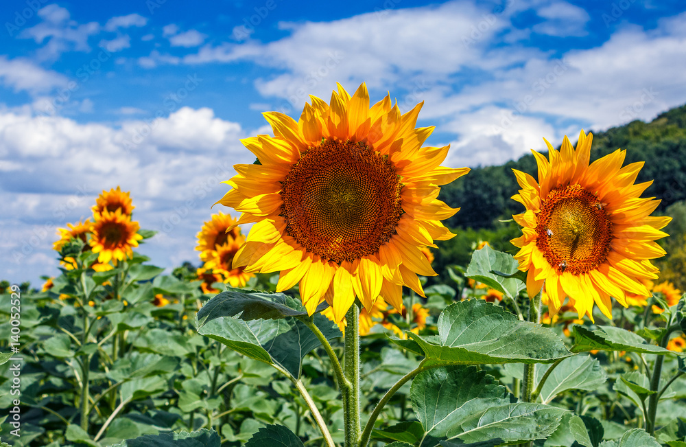 Fototapeta premium sunflower closeup