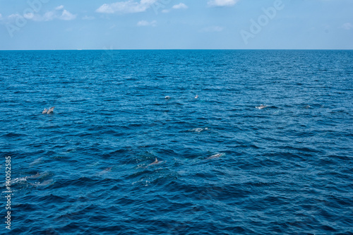Dolphins in the Indian Ocean © Emilian