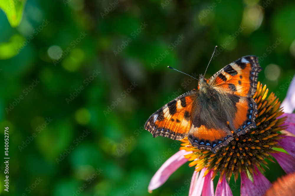 Butterfly on Echinacea flower Butterfly on Echinacea flower