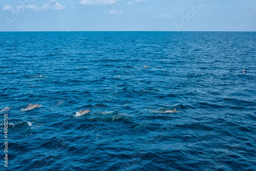 Dolphins in the Indian Ocean