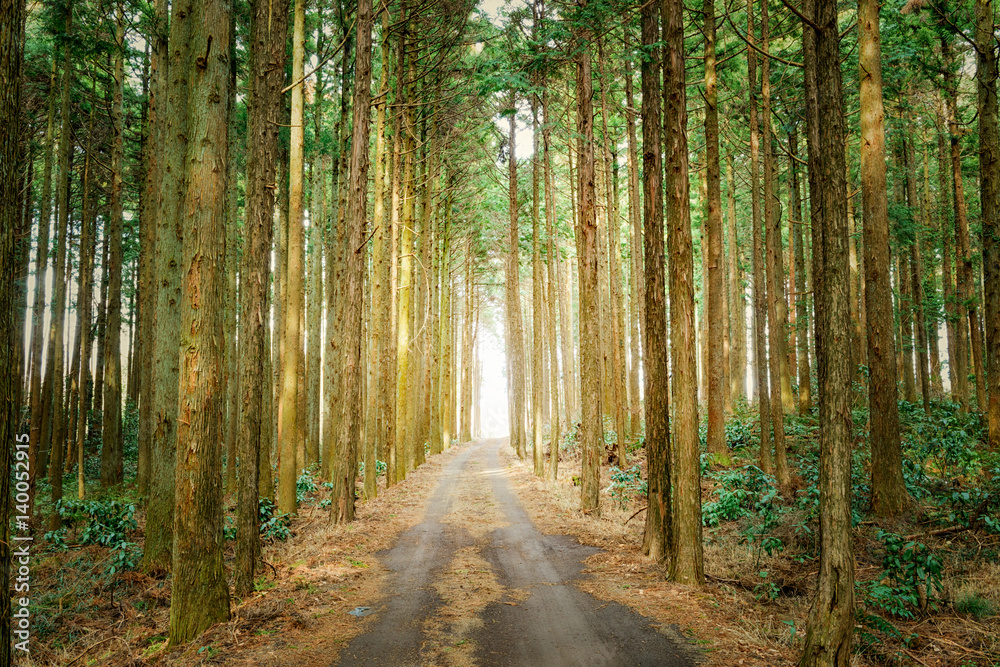 Obraz premium Chodnik leśny