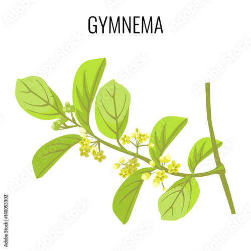Gymnema ayurvedic medicinal herb isolated on white background. Realistic vector