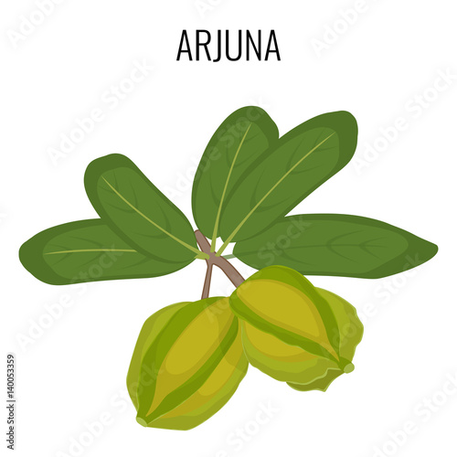 Arjuna ayurvedic medicinal herb isolated. White Marudah vector illustration
