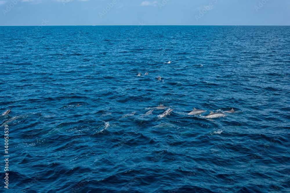 Dolphins in the Indian Ocean Dolphins in the Indian Ocean