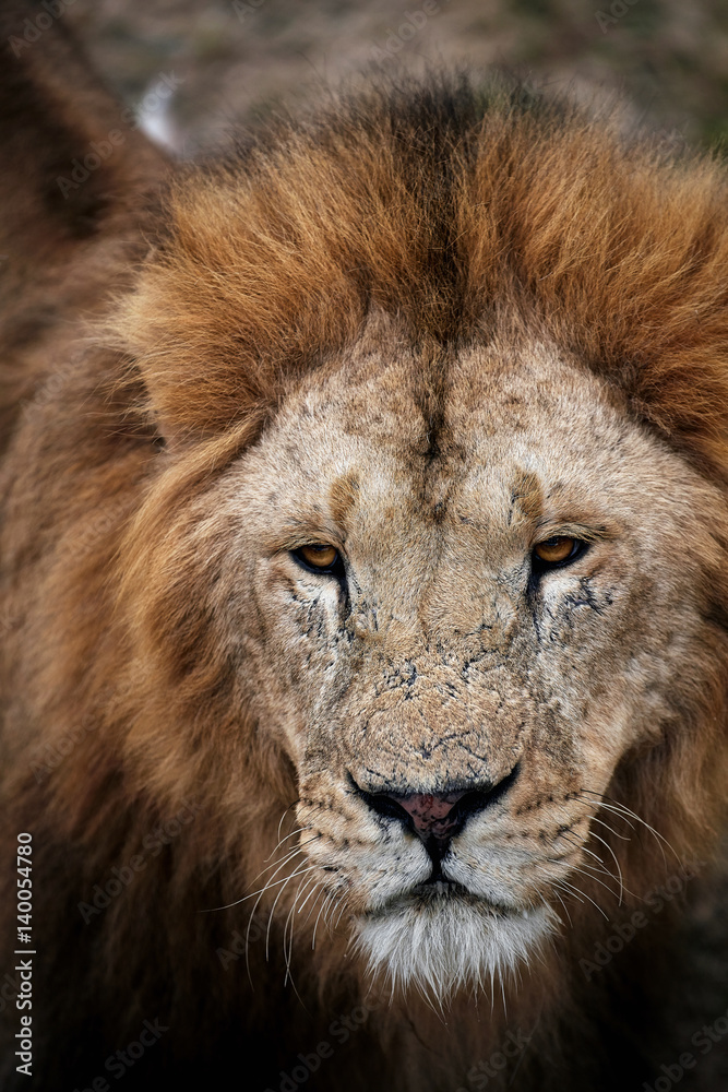 Beautiful Lion Caesar in the savanna. scorched grass