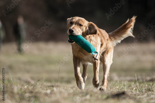 Working Golden Retriever in action