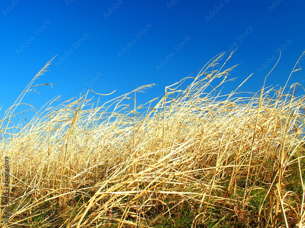 Fototapeta premium 風に吹かれる土手の枯れ草
