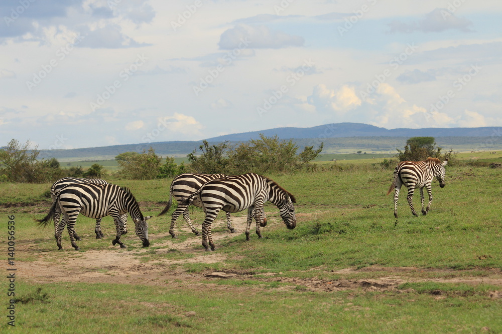 Obraz premium Zebras walking in Kenya