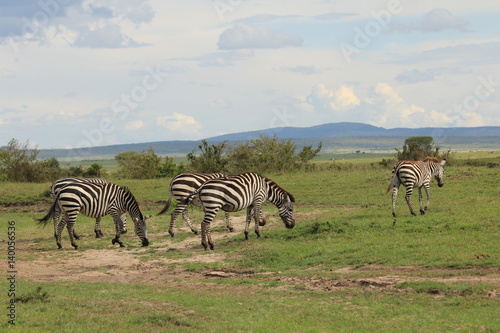 Zebras walking in Kenya