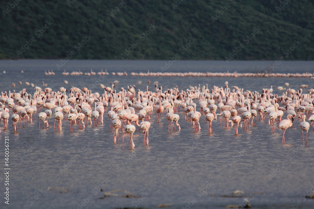 Naklejka premium Herd of flamingos in lake Bogoria, Kenya