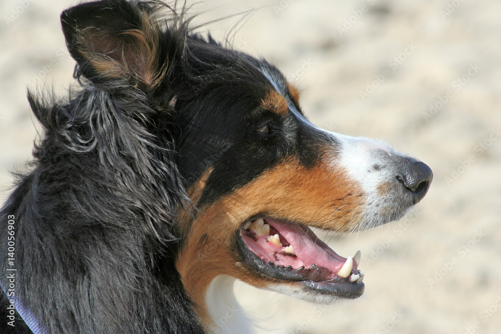 Fototapeta premium Hund