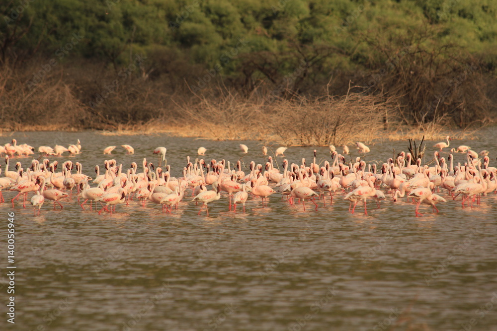 Herd of flamingos in lake Bogoria, Kenya