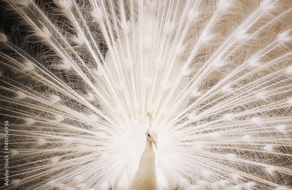 Portrait of beautiful white peacock with feathers out