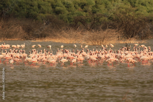 Herd of flamingos in lake Bogoria, Kenya