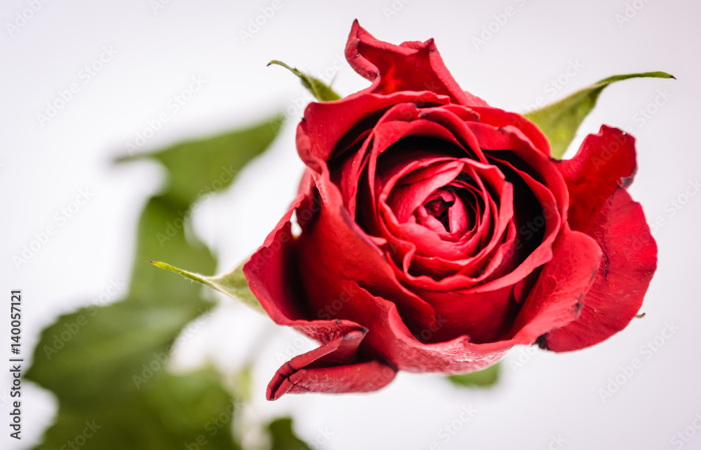 Naklejka premium Red rose