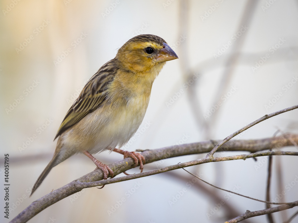Image of Asian golden weaver bird (Ploceus hypoxanthus) on nature background. Image of Asian golden weaver bird (Ploceus hypoxanthus) on nature background.