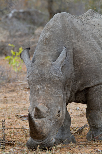 rhino walking free in savannah