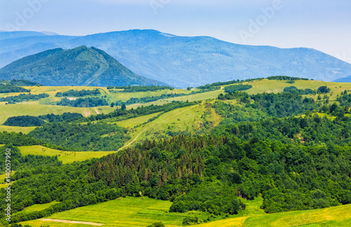 forest on a mountain hillside in rural area