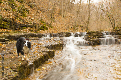 Fototapeta Naklejka Na Ścianę i Meble -  cane vicino alla cascata