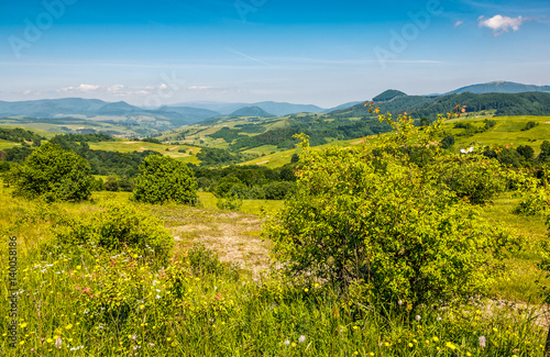 forest on a mountain hillside in rural area