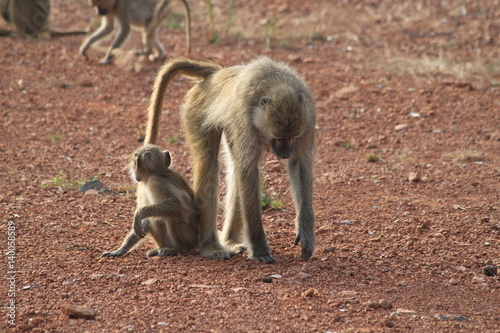 Paviane, Sambia © G.Thielmann