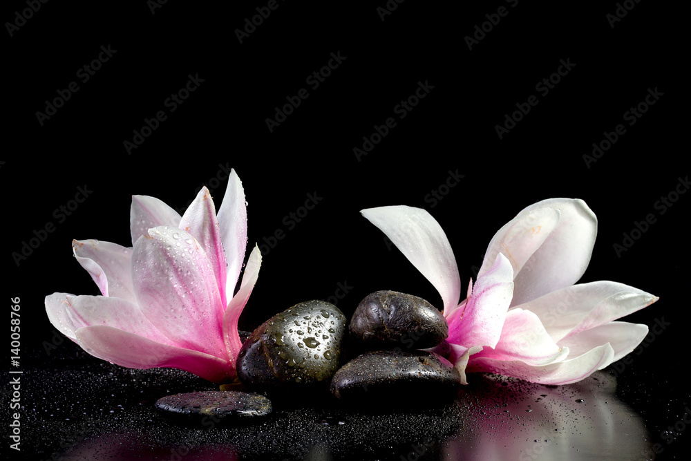 Naklejka premium Magnolia blossom close up isolated on black background