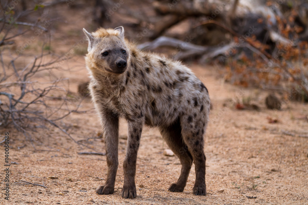 hyena walking in the bush of kruger national park