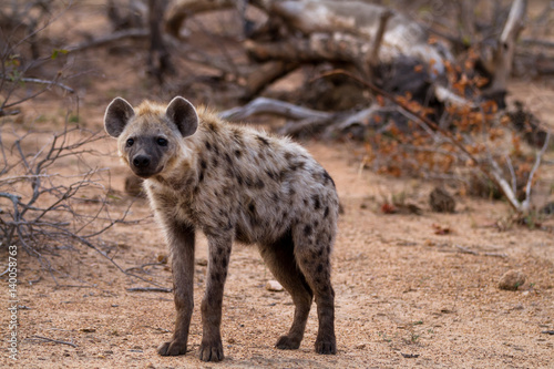 hyena walking in the bush of kruger national park