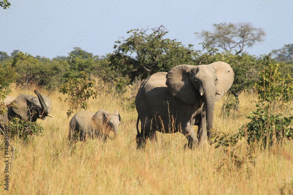 Afrikanischer Elefant, Sambia Afrikanischer Elefant, Sambia