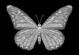 White butterfly embroidery on black background. ethnic neck line design graphics fashion wearing
