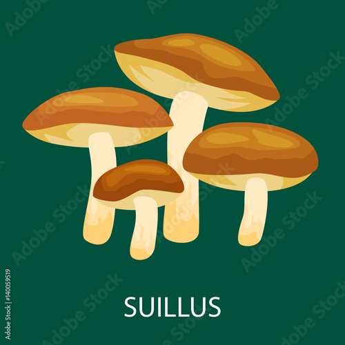Edible mushroom Suillus luteus isolated, Wild Foraged , Vector   natural mushrooms in nature set, organic vegetable food collection