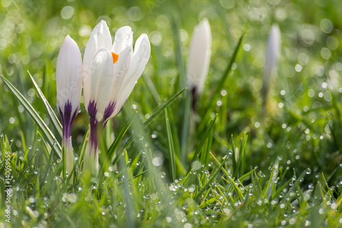 Krokus in het gras photo