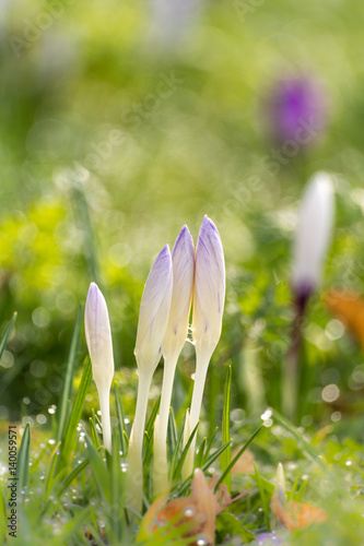 Krokus in het gras photo