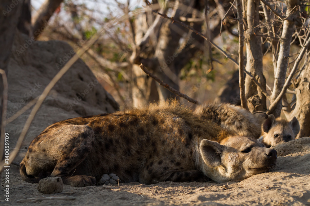 hyena suckling the cubs in the kruger national park hyena suckling the cubs in the kruger national park
