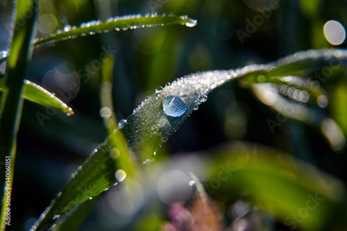 Macro closeup detail of morning dew drop on leaf or plant. rain