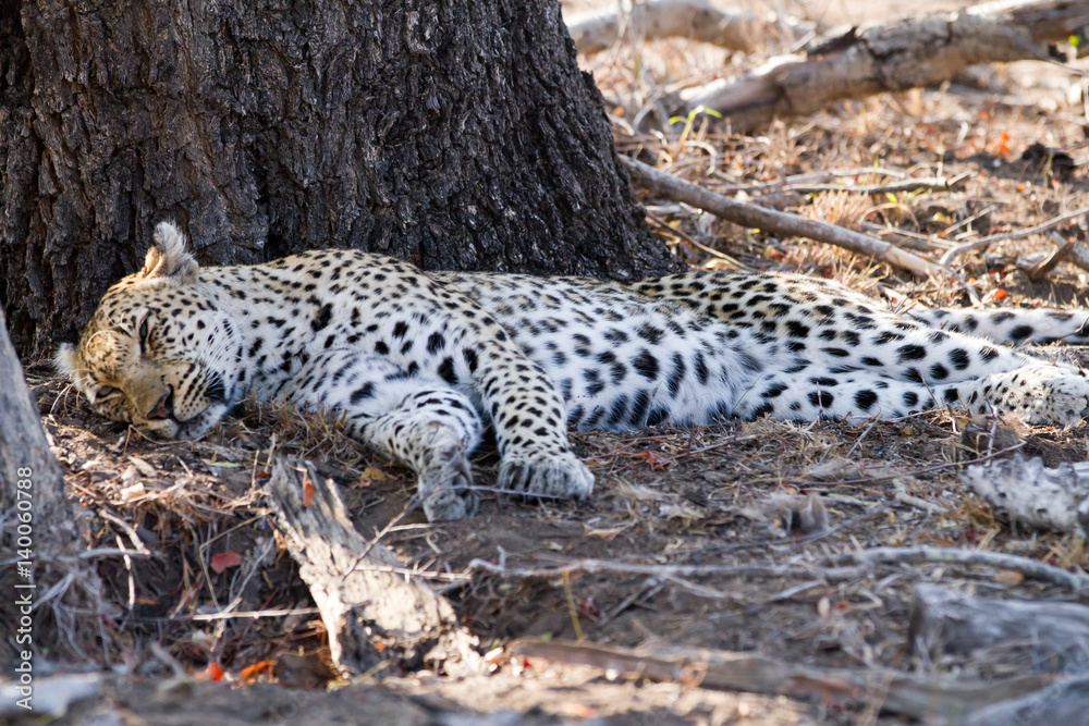 leopard sleeping under the shade of a tree leopard sleeping under the shade of a tree