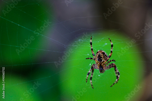 Macro Spider on Web #2